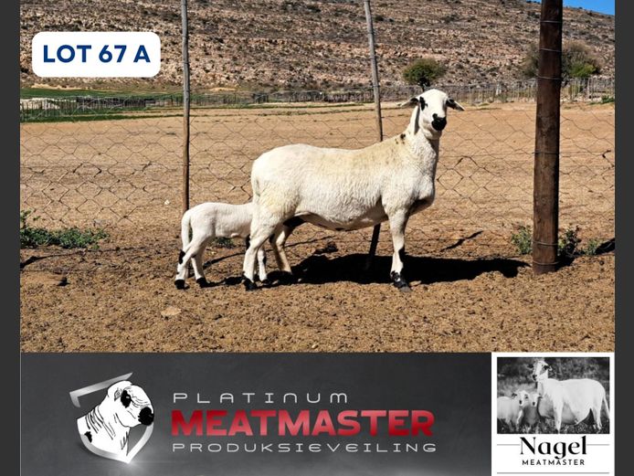NM24 3174 | Hein Nagel - Nagel Meatmasters, Ladismith WK