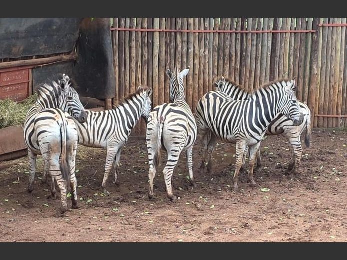 ZEBRA | DITJABE