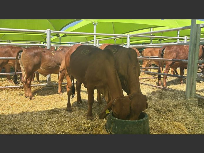 COMMERCIAL HEIFERS | TJIRI RED BRAHMAN 