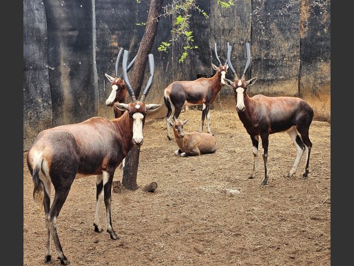 BLESBOK | VISSER WILD