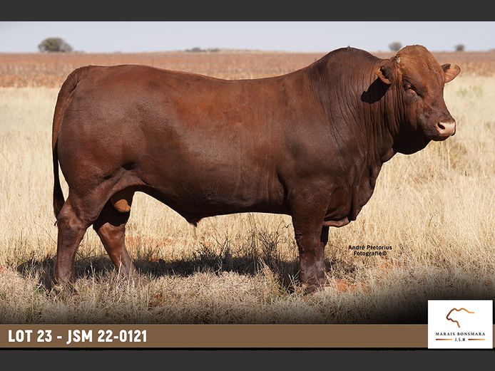 JSM220121 | MARAIS BONSMARAS
