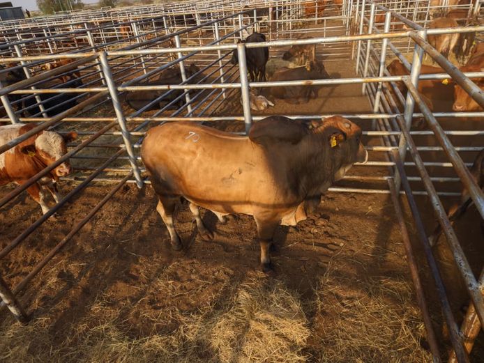 VAN NIEKERK PJ | DAIRY CATTLE 