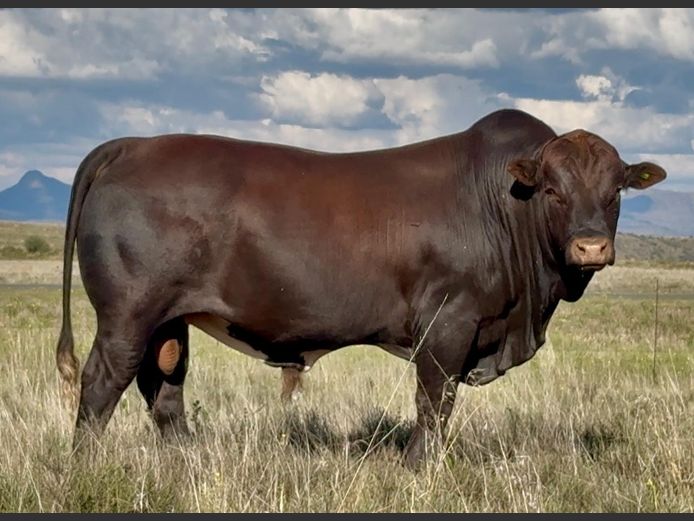 AM230058 | ALPHA OMEGA TULI STUD PTY LTD