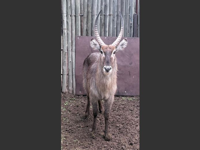 Waterbok Bul