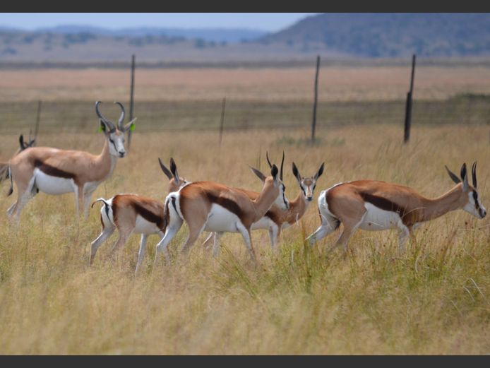 Springbok | Tuinplaas Wild (A Marais)