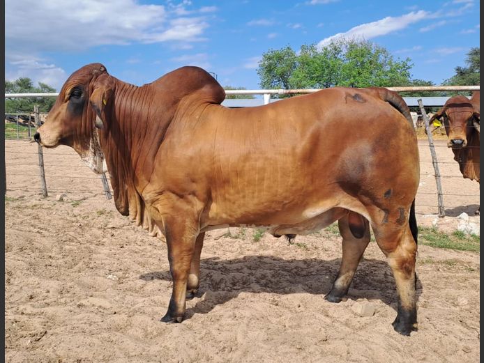 23-0009NB | WYKMAN BRAHMAN