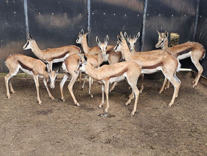 SPRINGBUCK | HELICON