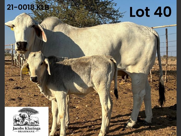 21-0018KLB | JACOBS KLAZINGA BRAHMANE