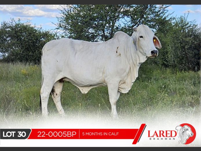 22-0005BP | LARED BRAHMAN