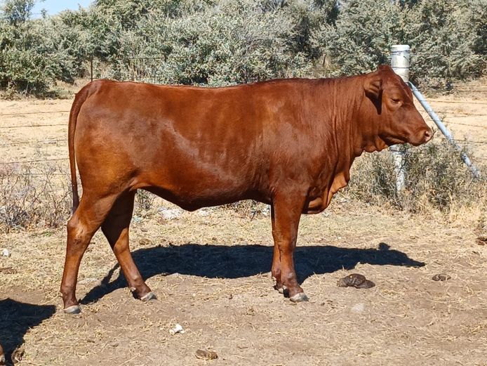 AB 230100 | CCR BEEF (PTY) LTD