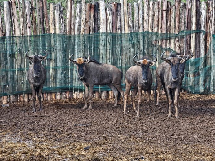 BLUE WILDEBEEST | SAVANNAH