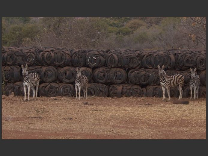 ZEBRAS