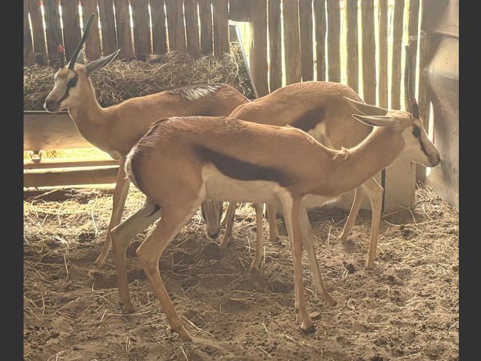 Damara Springbok Ooie