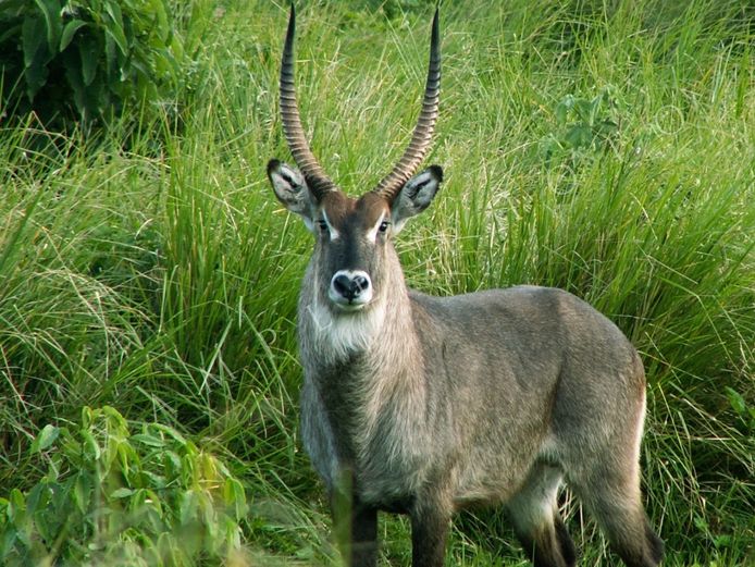 WATERBUCK TROPHY BULL | INYATHI