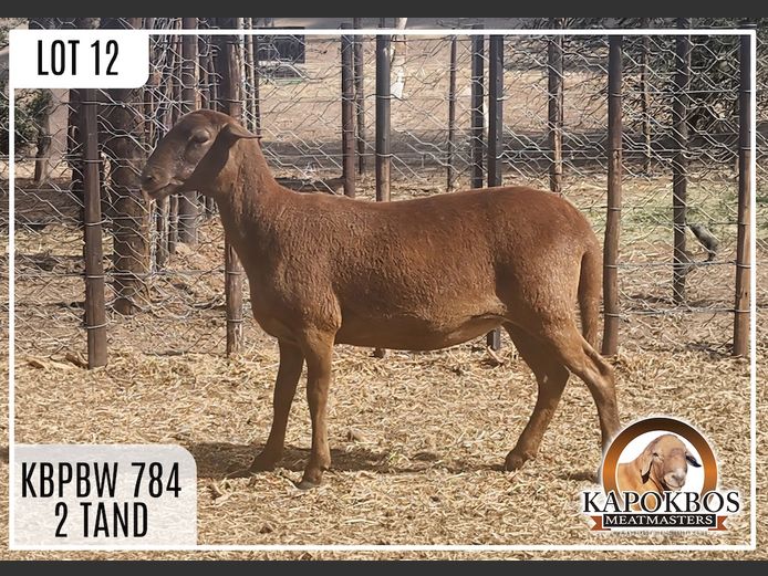 KPBW784 | Kapokbos Meatmasters