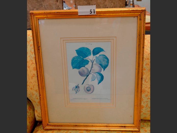 GILT FRAMED BOTANICAL PRINT "ABRICOTIER", 28.5 x 19cm