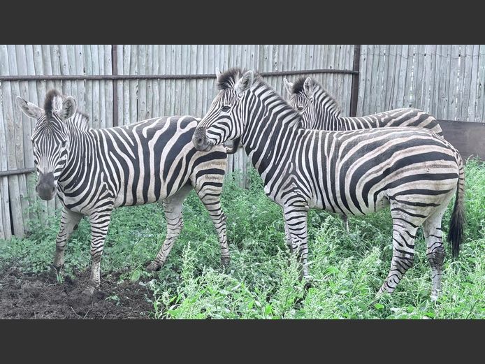 Zebras
