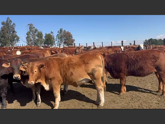 Weaners 