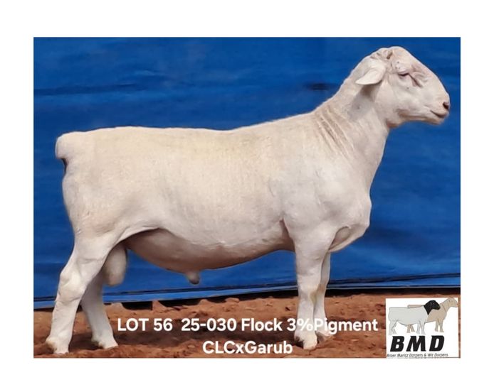 25-030 | BROER MARITZ DORPERS