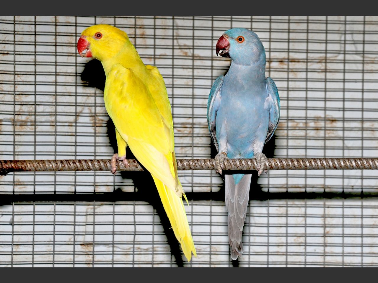 images