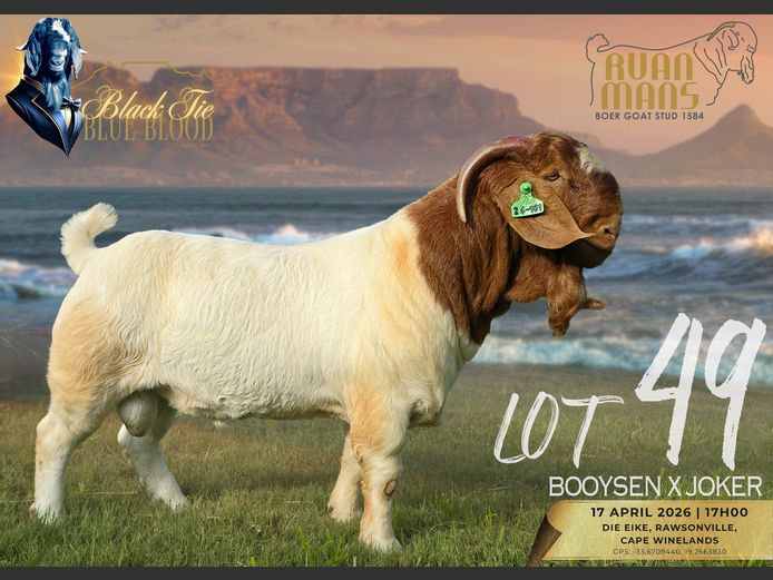 1584 24-161 | Ruan Mans Boerbokstoet