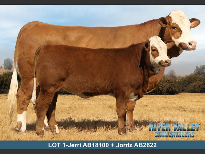 AB18100 | PA ABRAHAMSE