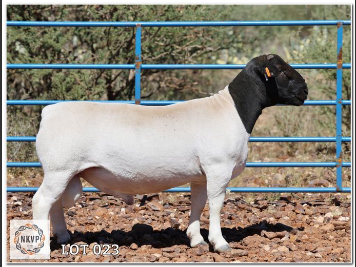 2765 24 0154 | HP BADENHORST FAMILIE TRUST