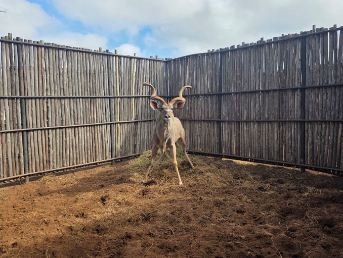 KOEDOE | ALESIA BOERDERY