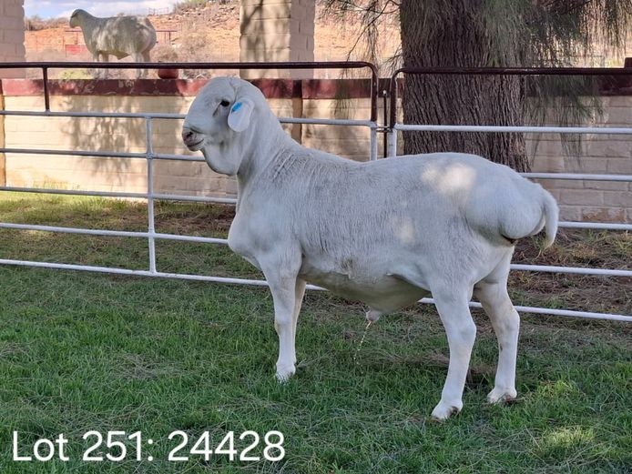 24428 | Pieter Wiese