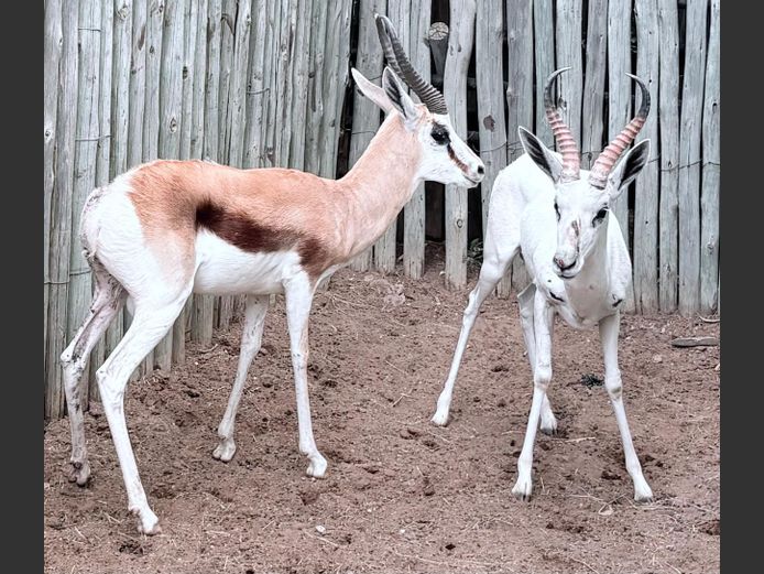 Konings Springbok Ram