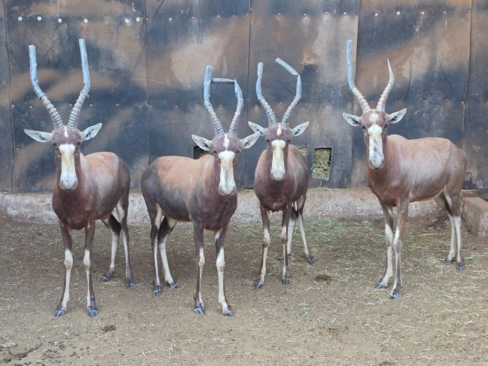 BLESBOK | HUGOMOND BOERDERY