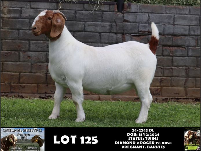 24-2243 DL | DAWID LOUW