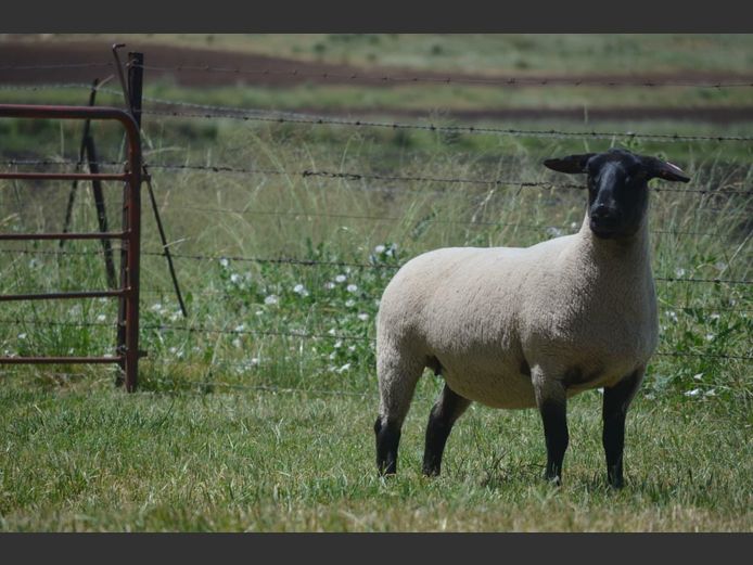 301 240450 | TWEESEUNS