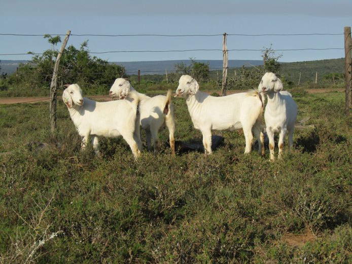 Commercial Ewes | Bushkloof