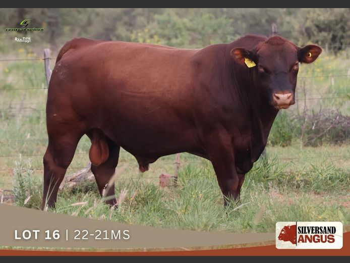 22-0021 MS | FARM SILVERSAND