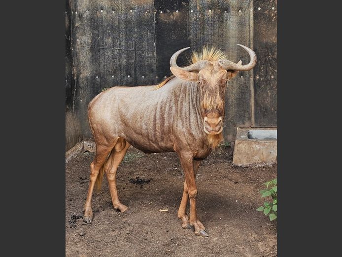 GOLDEN GNU | MIANKE WILD