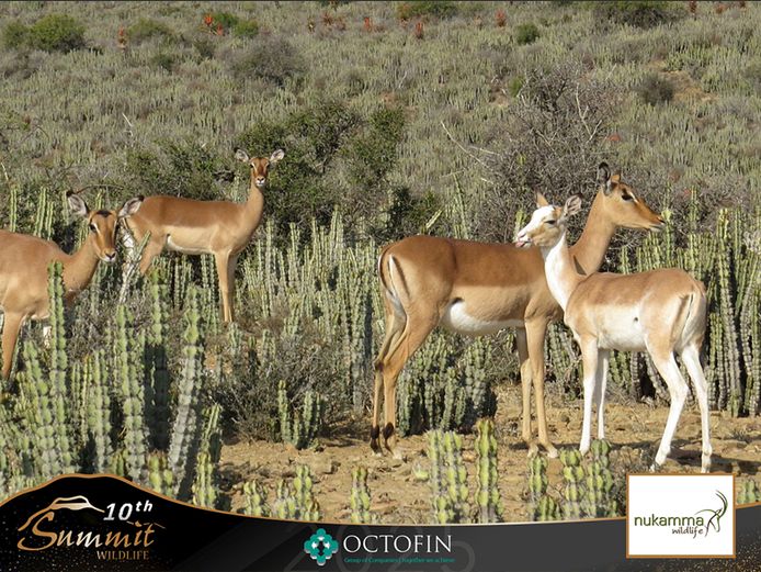 Impala Ewes running with 19" White Flank Ram