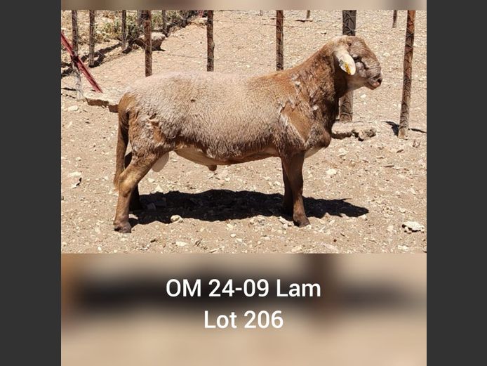 OM 24-09 | OMEGA MEATMASTERS