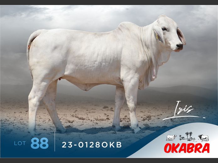 23-0128OKB | OKABRA BRAHMANS