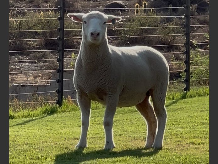 DH 230048 | HEYMAN DORMERS