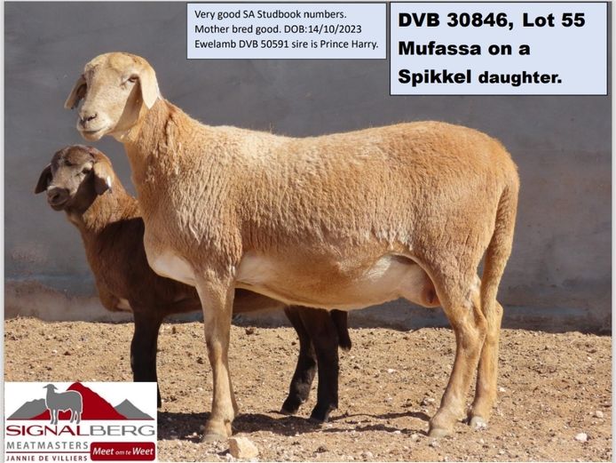 SIGNALBERG MEATMASTERS | DVB 30846