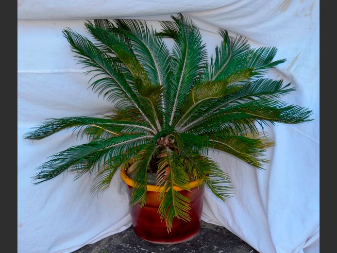 TROPICAL CYCAS IN PLANTER, 45cm Diameter x 35cm High
