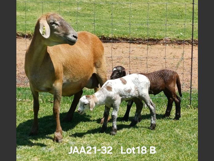 JAA 21-32 | Aucamp Meatmasters