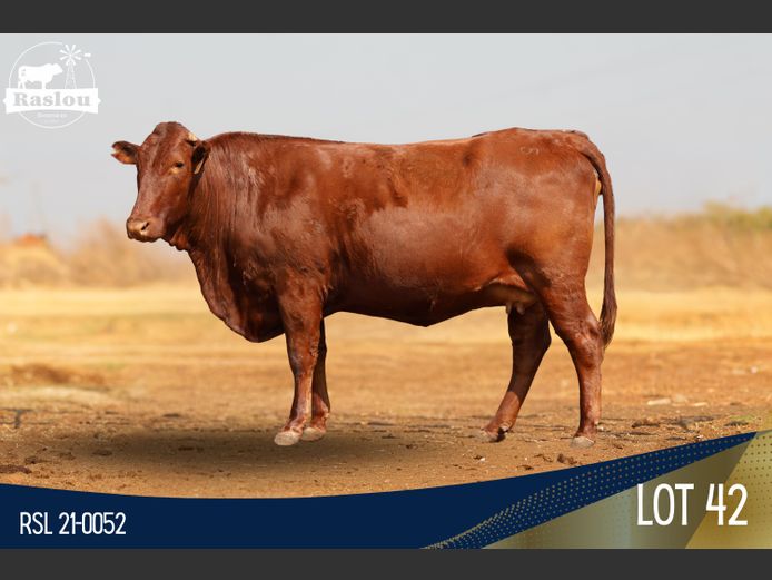 RSL 210052 | RASLOU BONSMARAS