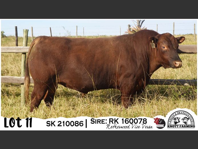 SK 210086