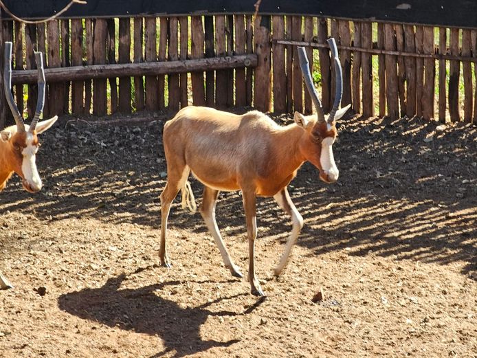 BLESBOK | HIGHLAND
