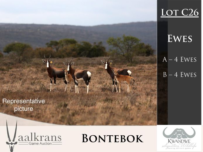 Bontebok Ewes