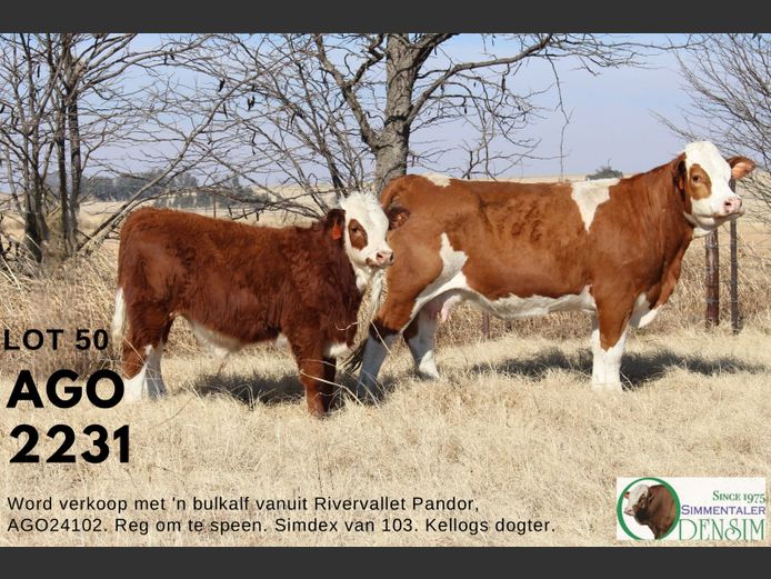 AGO2231 | AG ODENDAAL