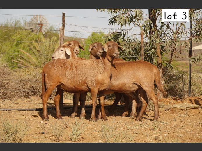 WS  243918 | WILGERBOOM BOERDERY