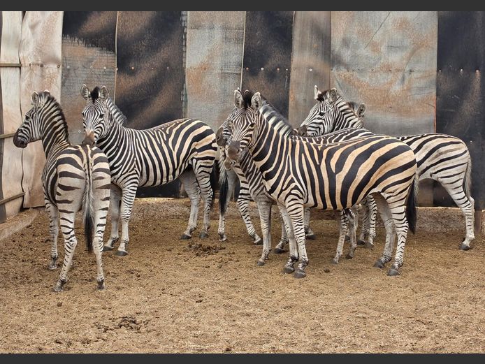 ZEBRA | NYLSVLEI GAME